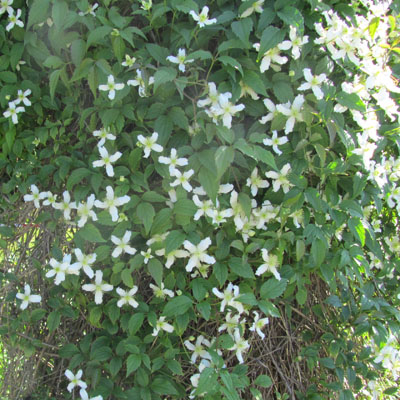 Buisson de Clématite des montagnes (parc floral de Paris